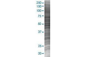 GAS2L3 transfected lysate. (GAS2L3 293T Cell Transient Overexpression Lysate(Denatured))