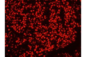 Immunofluorescence (IF) image for anti-Splicing Factor Proline/glutamine-Ric (SFPQ) (AA 657-707) antibody (ABIN7449003) (SFPQ antibody  (AA 657-707))
