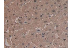 #VALUE! (ARG antibody  (AA 1-322))