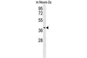 CASC4 Antibody (C-term) western blot analysis in mouse Neuro-2a cell line lysates (35µg/lane).