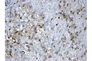 ABIN185040 (2µg/ml) staining of paraffin embedded Human Ovary. (FOXL2 antibody  (C-Term))