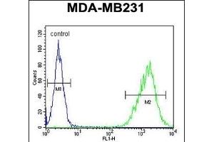TAZ Antibody (N-term) (ABIN652751 and ABIN2842495) flow cytometric analysis of MDA-M cells (right histogram) compared to a negative control cell (left histogram). (TAZ antibody  (N-Term))
