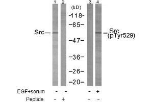 Image no. 1 for anti-Nuclear Receptor Coactivator 1 (NCOA1) (Tyr529) antibody (ABIN197376) (NCOA1 antibody  (Tyr529))