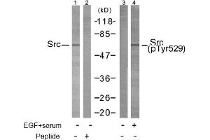 Image no. 1 for anti-Nuclear Receptor Coactivator 1 (NCOA1) (Tyr529) antibody (ABIN197376) (NCOA1 antibody  (Tyr529))