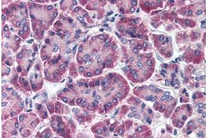 Human Pancreas (formalin-fixed, paraffin-embedded) stained with FBXO9 antibody ABIN214347 at 5 ug/ml followed by biotinylated goat anti-rabbit IgG secondary antibody ABIN481713, alkaline phosphatase-streptavidin and chromogen. (FBXO9 antibody  (AA 431-447))