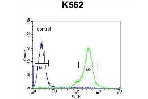 TEX13B Antibody (C-term) flow cytometric analysis of K562 cells (right histogram) compared to a negative control cell (left histogram).