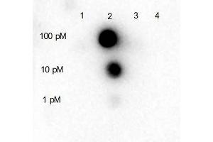 Dot blot for Rabbit Anti-HDAC5 (internal) Antibody. (HDAC5 antibody  (pSer661))