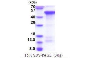 CREB/ATF BZIP Transcription Factor (CREBZF) (AA 1-354) protein (His tag)