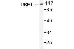Image no. 1 for anti-Ubiquitin-Like Modifier Activating Enzyme 7 (UBA7) antibody (ABIN271972) (UBA7 antibody)