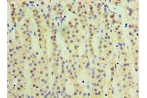 Immunohistochemistry of paraffin-embedded human adrenal gland tissue using ABIN7170753 at dilution of 1:100 (CYP17A1 antibody  (AA 24-508))