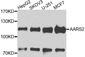 Western blot analysis of extracts of various cell lines, using AARS2 antibody. (AARS2 antibody)