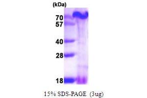 SDS-PAGE (SDS) image for PAXIP1 Associated Glutamate-Rich Protein 1 (PAGR1) (AA 1-254) protein (His tag) (ABIN666650) (PAGR1 Protein (AA 1-254) (His tag))