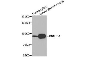 Western blot analysis of extracts of various tissues, using DNMT3A antibody.