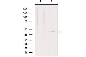 Western blot analysis of extracts from HepG2, using NRG1 isoform-10 Antibody. (Neuregulin 1 antibody  (N-Term))