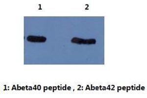 Western Blotting (WB) image for anti-Amyloid beta (Abeta) (N-Term) antibody (ABIN1105359) (beta Amyloid antibody  (N-Term))
