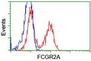 Image no. 5 for anti-Fc gamma RII (CD32) antibody (ABIN1497255) (Fc gamma RII (CD32) antibody)