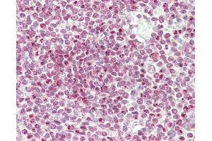 Anti-CENPW / C6orf173 antibody IHC staining of human spleen. (CENPW antibody  (N-Term))