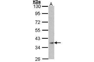 WB Image Sample (30 ug of whole cell lysate) A: Raji 10% SDS PAGE antibody diluted at 1:1000 (Actin antibody)