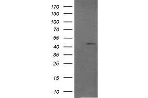 Image no. 2 for anti-Ras Association (RalGDS/AF-6) Domain Family (N-terminal) Member 8 (RASSF8) antibody (ABIN1500619)