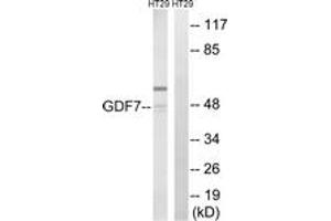 Western blot analysis of extracts from HT-29 cells, using GDF7 Antibody. (GDF7 antibody  (AA 191-240))