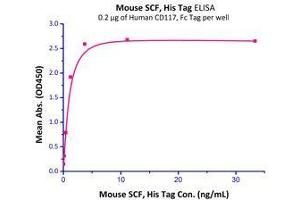 Immobilized Human CD117, Fc Tag (Cat# CD7-H5255) at 2 μg/mL (100 μl/well) can bind Mouse SCF, His Tag (Cat# SCF-M5228) with a linear range of 0. (KIT Protein (AA 26-516) (Fc Tag))