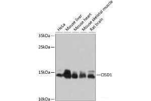 Western blot analysis of extracts of various cell lines using CISD1 Polyclonal Antibody at dilution of 1:1000. (CISD1 antibody)