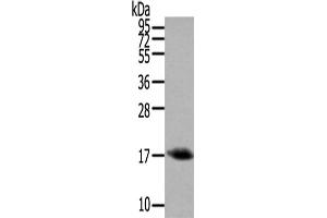 Western Blotting (WB) image for anti-Orexin (OX) antibody (ABIN5957320) (Orexin antibody)