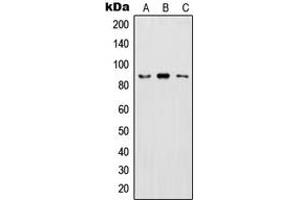 Western blot analysis of IKK beta (pY199) expression in HeLa LPS-treated (A), Raw264. (IKBKB antibody  (pTyr199))