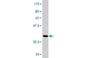 RGS20 antibody  (AA 78-176)