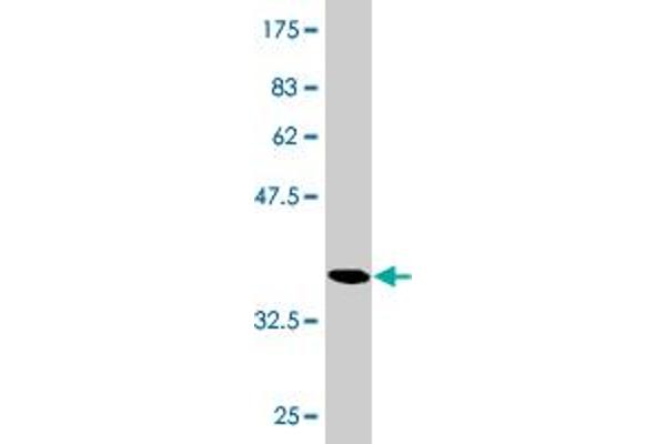 RGS20 antibody  (AA 78-176)