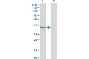 MED4 antibody  (AA 1-270)