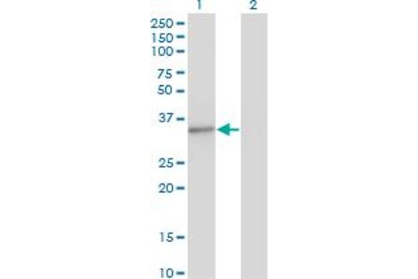 MED4 antibody  (AA 1-270)