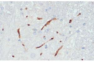 Immunohistochemistry of paraffin-embedded Mouse spinal cord using Phospho-eNOS(S1177) Polyclonal Antibody at dilution of 1:200 (40x lens). (ENOS antibody  (pSer1177))
