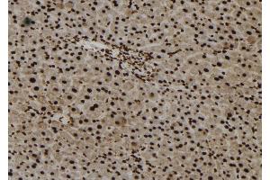 ABIN6273245 at 1/100 staining Mouse liver tissue by IHC-P. (Foxo6 antibody)