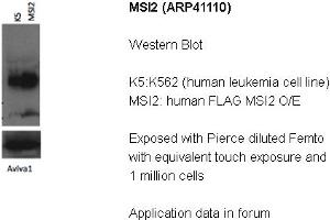 Image no. 2 for anti-Musashi Homolog 2 (MSI2) (N-Term) antibody (ABIN2776628)