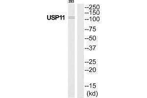 Western Blotting (WB) image for anti-Ubiquitin Specific Peptidase 11 (USP11) (Internal Region) antibody (ABIN1852326) (USP11 antibody  (Internal Region))