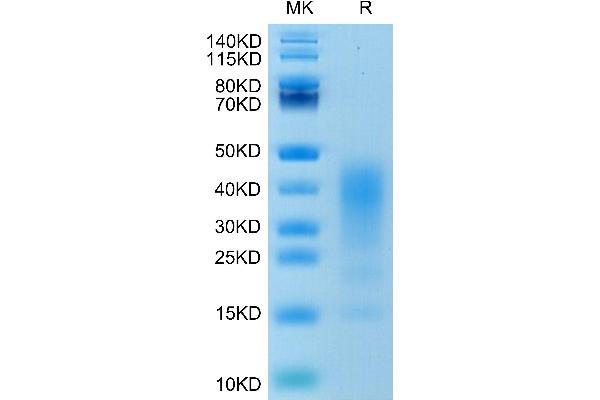 IL-13 Protein (AA 21-132) (His-Avi Tag)