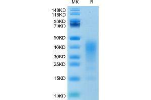 IL-13 Protein (AA 21-132) (His-Avi Tag)
