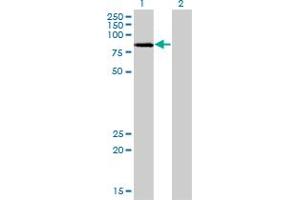 LIMK2 antibody  (AA 1-686)