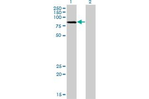 LIMK2 antibody  (AA 1-686)