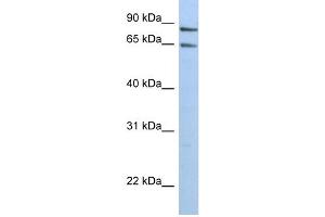 PPP1R10 antibody  (N-Term)