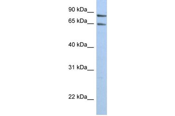 PPP1R10 antibody  (N-Term)