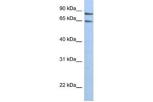 WB Suggested Anti-PPP1R10 Antibody Titration:  0. (PPP1R10 antibody  (N-Term))