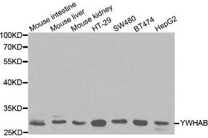 Western blot analysis of extracts of various cell lines, using YWHAB antibody. (YWHAB antibody)