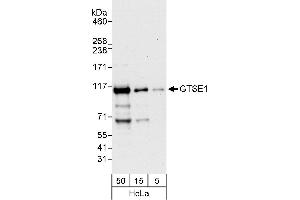 anti-G-2 and S-Phase Expressed 1 (GTSE1) (AA 670-720) antibody