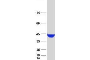 Validation with Western Blot (CTH Protein (Transcript Variant 1) (Myc-DYKDDDDK Tag))
