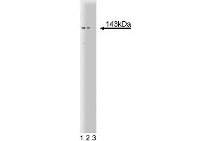 Western blot analysis of PEX1 on a HCT-8 cell lysate (Human colorectal adenocarcinoma, ATCC CCL-244). (PEX1 antibody  (AA 1049-1256))