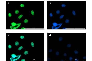 Immunofluorescence microscopy using Fluorescent anti-rabbit IgG Immunofluorescence microscopy of BCL3 in Caco-2 cells using FITC-conjugated Fluorescent anti-rabbit IgG for detection. (Fluorescent TrueBlot®: Anti-Rabbit IgG Fluorescein)