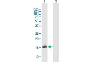 Western Blot analysis of NDUFA13 expression in transfected 293T cell line by NDUFA13 MaxPab polyclonal antibody. (NDUFA13 antibody  (AA 1-144))