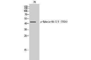 Western Blotting (WB) image for anti-Ephrin B1/B2/B3 (pTyr324) antibody (ABIN3182691) (Ephrin B1/B2/B3 (pTyr324) antibody)